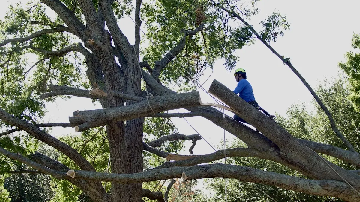 Professional Crown Thinning performed by certified arborists in Bonnots Mill