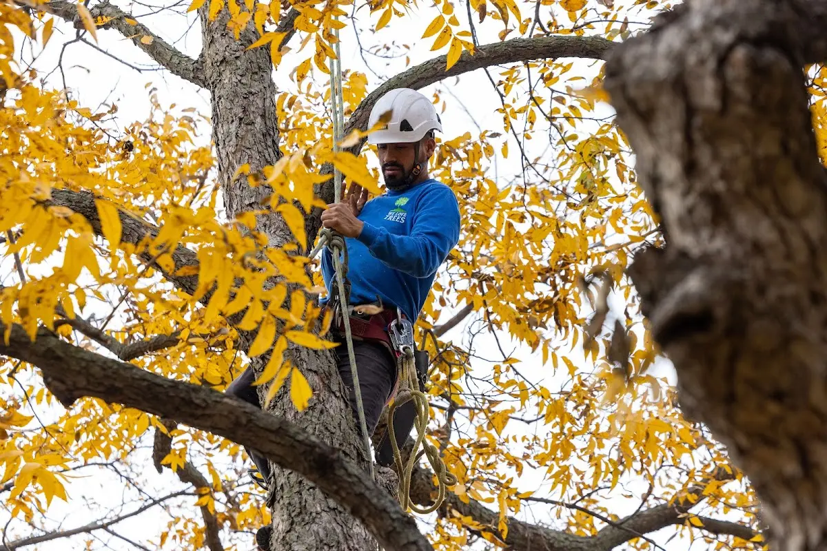 Skilled Tree Trimming crew working in Bonnots Mill